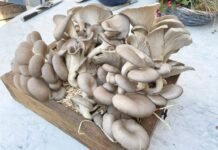 Evde İstiridye Mantarı Nasıl Yetiştirilir? İstiridye Mantarı tohumu Nasıl Yetiştirilir?