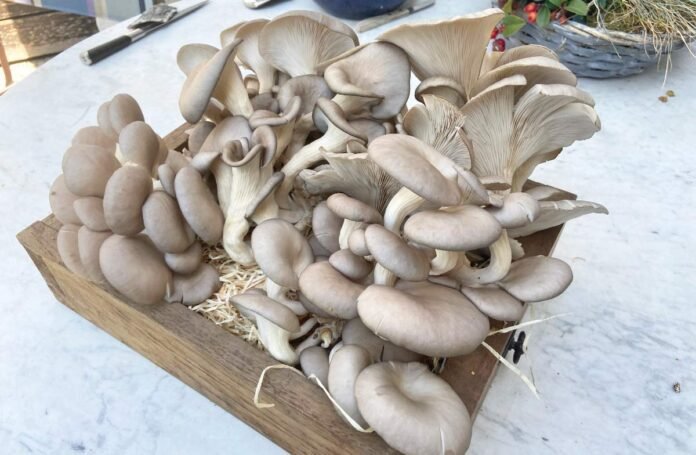 İstiridye Mantarı tohumu Nasıl Yetiştirilir?