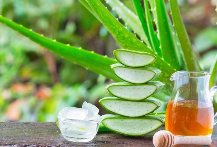 aloe-vera-nasıl-bakılırçilir-nasıl-çoğaltılır aloe vera nasıl yetiştirilir bakımı
